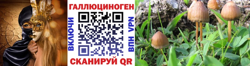 Галлюциногенные грибы Psilocybe  как найти закладки  Грязи 
